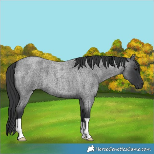 Horse Color:Blue Roan