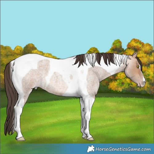 Horse Color:Amber Champagne Roan Tobiano 