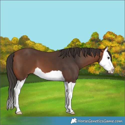 Horse Color:Bay Splash 