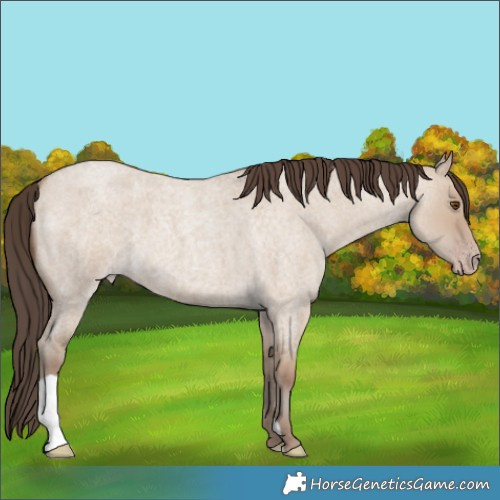 Horse Color:Classic Champagne Roan Dun 