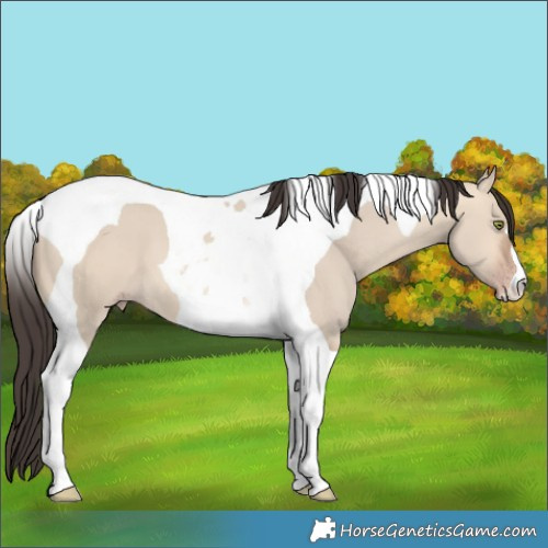 Horse Color:Amber Champagne Dun Tobiano