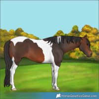 Horse Color:Brown Tobiano 
