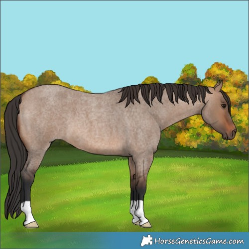 Horse Color:Brown Roan Dun