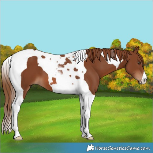 Horse Color:Chestnut Tobiano 