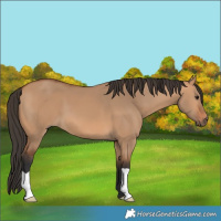 Horse Color:Bay Dun
