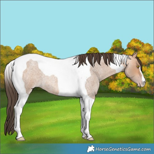 Horse Color:Amber Champagne Roan Tobiano