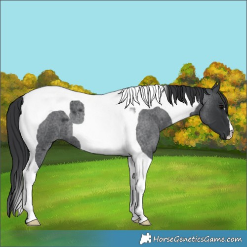 Horse Color:Blue Roan Tobiano 