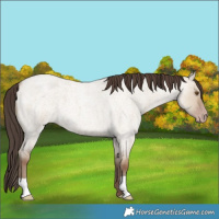 Horse Color:Classic Champagne Roan Dun