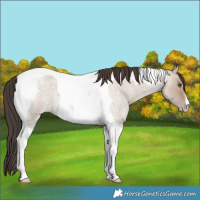 Horse Color:Classic Champagne Roan Dun Tobiano