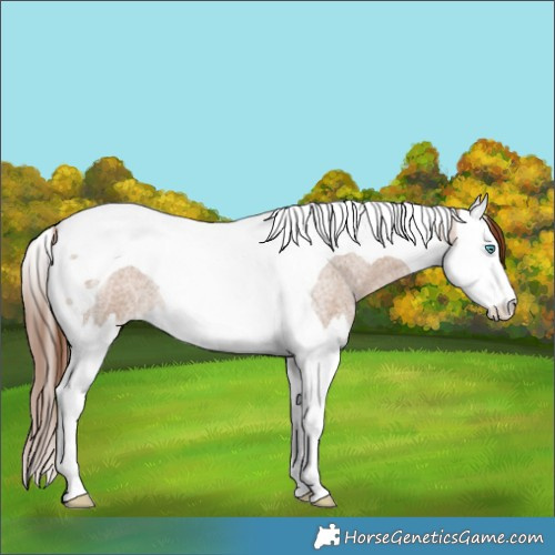 Horse Color:Red Dun Roan Splash Tobiano