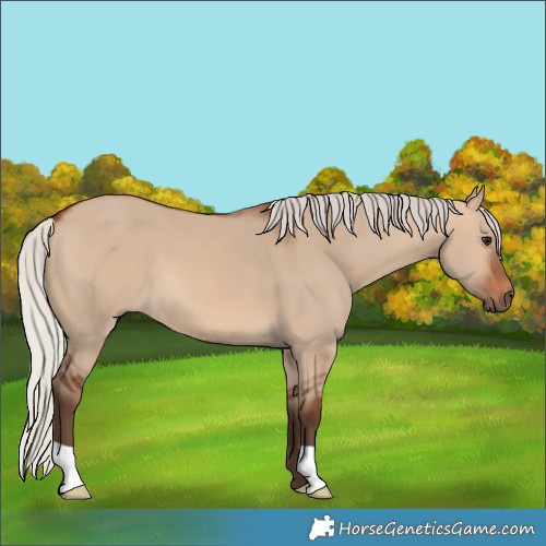 Horse Color:Silver Brown Dun 
