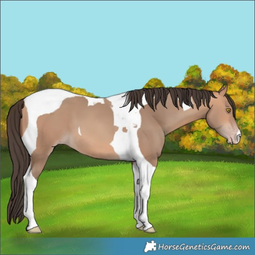 Horse Color:Amber Champagne Tobiano 