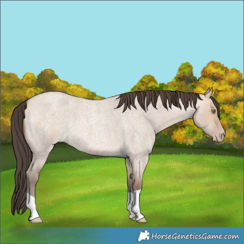 Horse Color:Amber Champagne Roan Dun 
