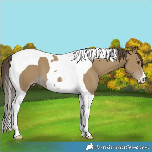 Horse Color:Classic Cream Champagne Tobiano 