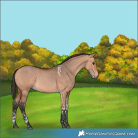 Horse Color:Bay Dun Tobiano and Bay Dun