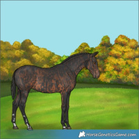 Horse Color:Brown and Black