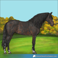 Horse Color:Brown and Black