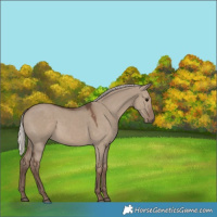 Horse Color:Bay Dun Splash Tobiano and Silver Grullo