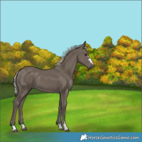Horse Color:Silver Black