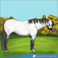 Horse Color:Buckskin Snowcap 