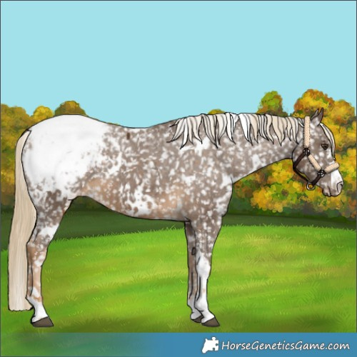 Horse Color:White Spotted Chocolate Palomino Appaloosa