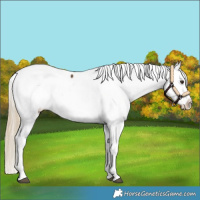 Horse Color:White Spotted Chocolate Palomino Appaloosa