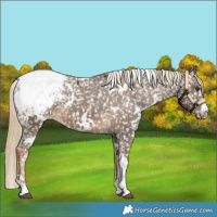 Horse Color:White Spotted Chocolate Palomino Appaloosa 