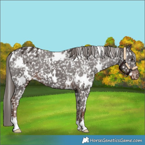 Horse Color:White Spotted Liver Chestnut Appaloosa 