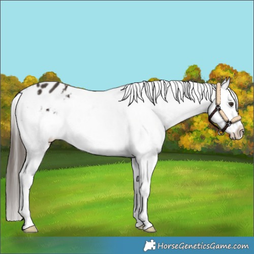 Horse Color:White Spotted Liver Chestnut Appaloosa