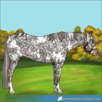 Horse Color:White Spotted Liver Chestnut Appaloosa 