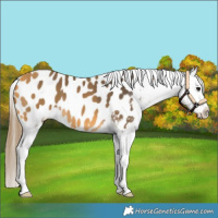 Horse Color:Buckskin Appaloosa 