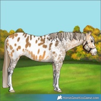 Horse Color:Buckskin Appaloosa 