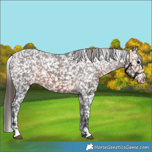 Horse Color:Brown Appaloosa