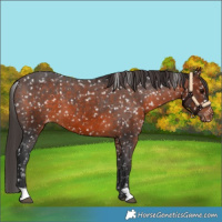 Horse Color:Brown Appaloosa