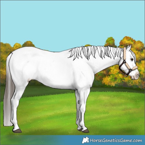 Horse Color:White Spotted Liver Chestnut Appaloosa 