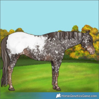 Horse Color:White Spotted Liver Chestnut Appaloosa