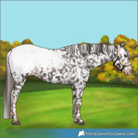 Horse Color:White Spotted Liver Chestnut Snowcap 