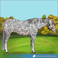 Horse Color:Brown Sabino Appaloosa 