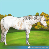 Horse Color:White Spotted Buckskin Snowcap 
