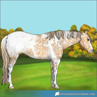 Horse Color:White Spotted Buckskin Appaloosa 