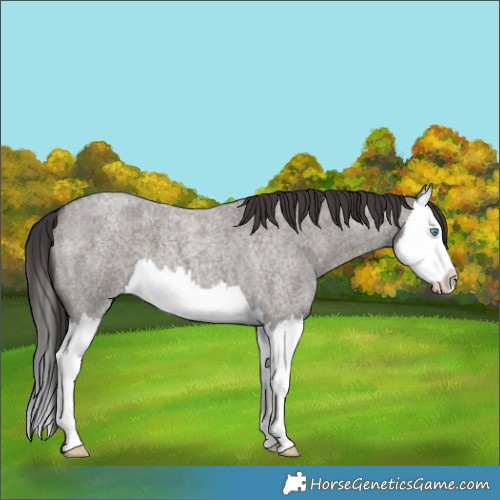 Horse Color:Smoky Grullo Roan Splash 