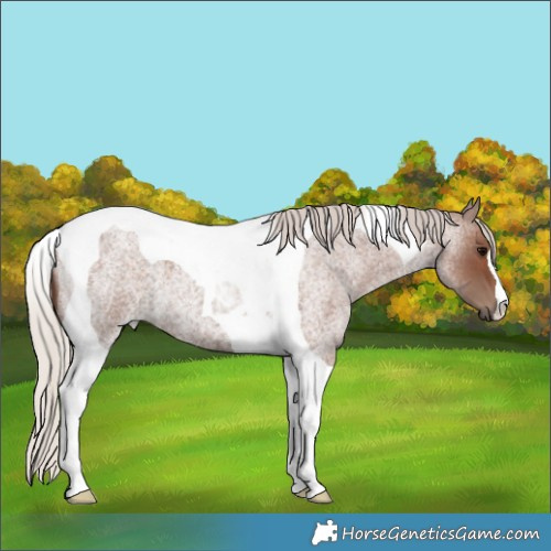 Horse Color:Silver Blue Roan Tobiano