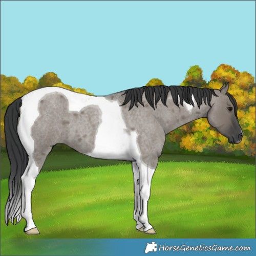 Horse Color:Grullo Roan Tobiano