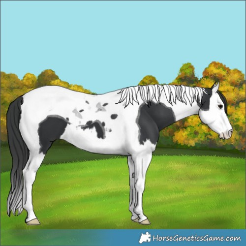 Horse Color:Black Splash Tobiano