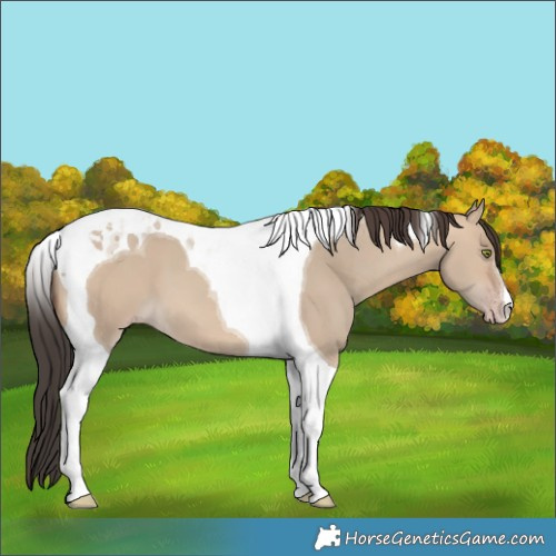Horse Color:Sable Champagne Dun Tobiano
