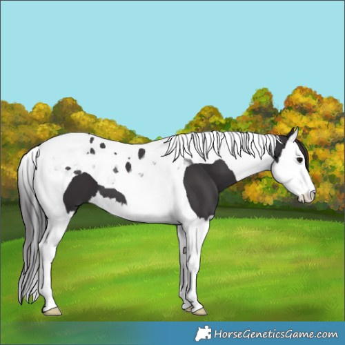Horse Color:Smoky Black Splash Tobiano 