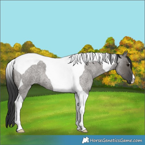 Horse Color:Grullo Roan Tobiano 
