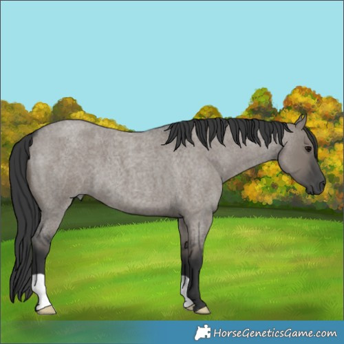 Horse Color:Grullo Roan 