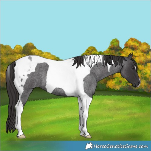 Horse Color:Smoky Blue Roan Tobiano 