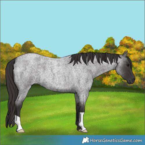Horse Color:Smoky Blue Roan 